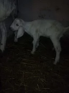 Prodám 14denního kozlíka