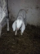 Prodám 14denního kozlíka