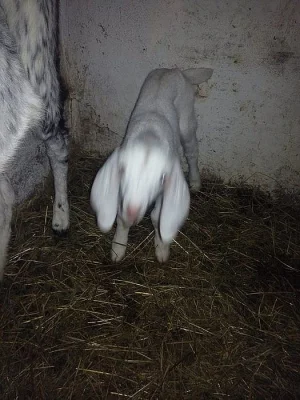 Prodám 14denního kozlíka