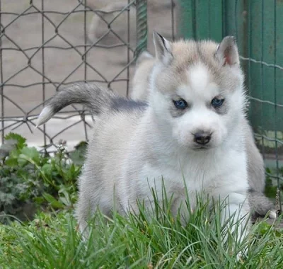 Siberian Husky s PP