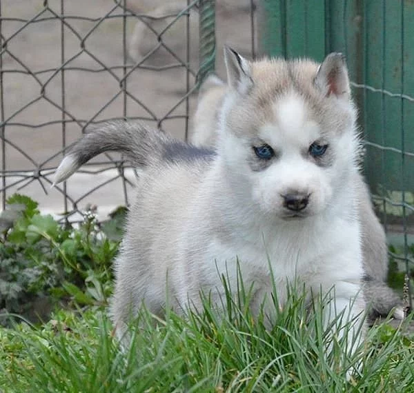Siberian Husky s PP