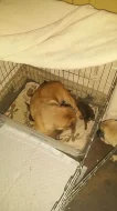 ,mops štěňata s PP
