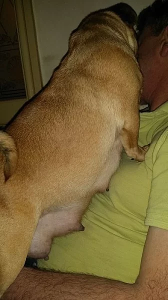 ,mops štěňata s PP