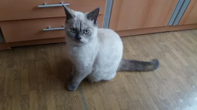 Britská kočka stáří 5mesicu