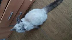 Britská kočka stáří 5mesicu