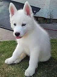 Sibiřský husky na prodej s PP
