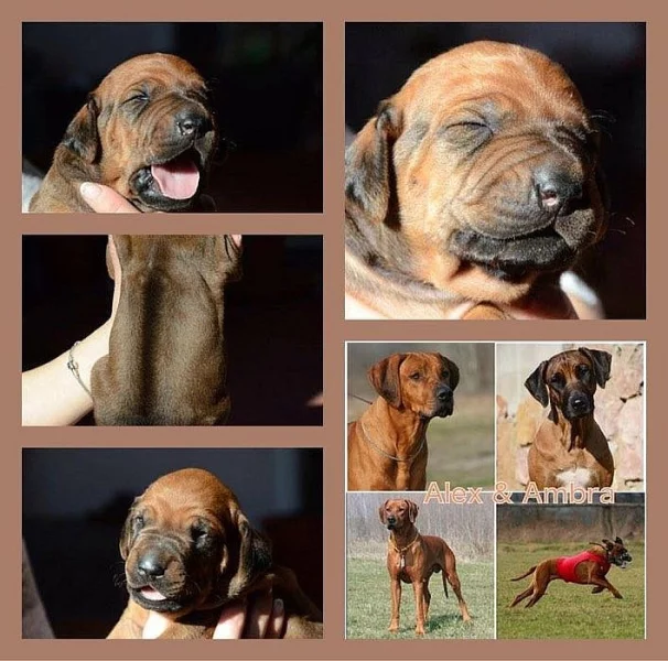 Rhodéský ridgeback štěňata s PP