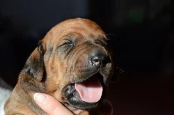 Rhodéský ridgeback štěňata s PP