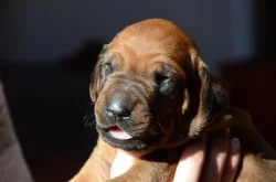 Rhodéský ridgeback štěňata s PP