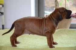 Rhodéský ridgeback štěňata s PP