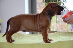 Rhodéský ridgeback štěňata s PP
