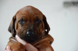 Rhodéský ridgeback štěňata s PP