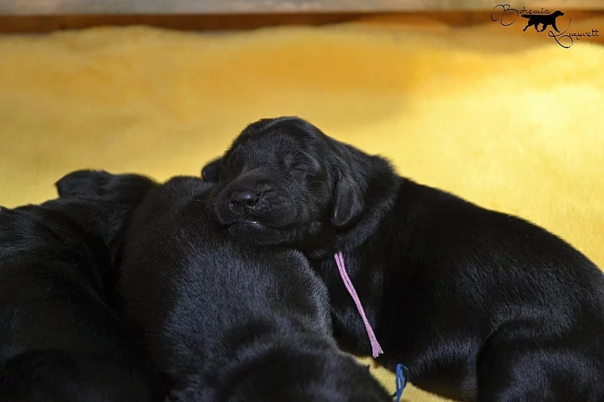 Flat coated retriever