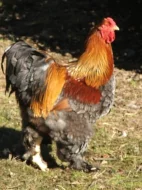 Nabízím násadová vejce