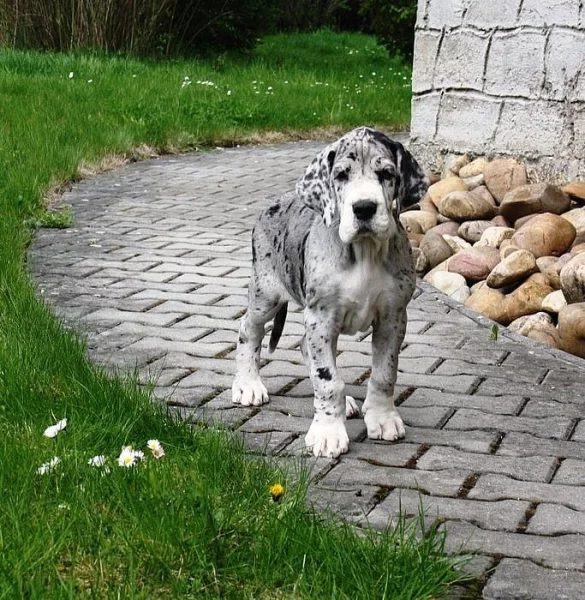 Německá doga -fenka šedá tygřice