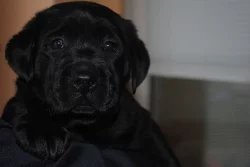 Labradorský retrívr  s PP
