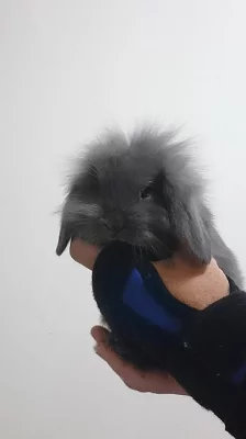 mimino králíčka