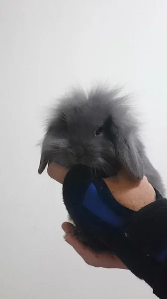 mimino králíčka