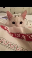 daruji bílého kocourka!