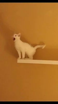 daruji bílého kocourka!