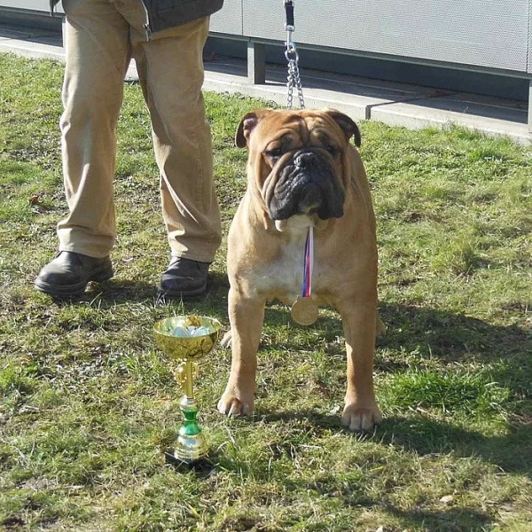 Kontinentální buldok-Continental bulldog s PP FCI