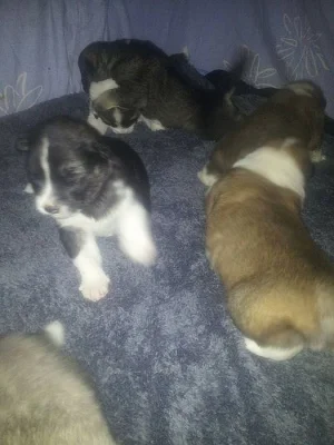 Nabízím shiba štěňata na prodej- s PP