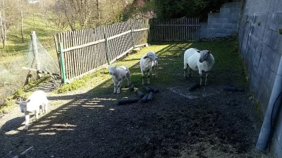 2 ovce,1 beran a 2 jehňata