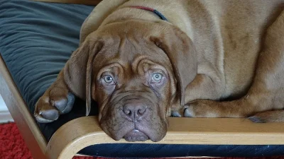 Štěňata Bordeauxské dogy