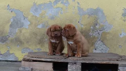 Štěňata Bordeauxské dogy