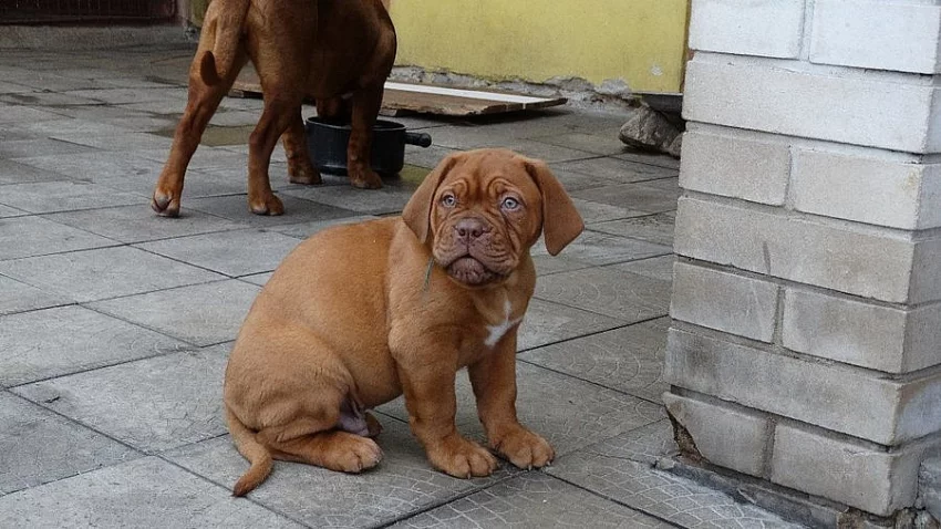 Štěňata Bordeauxské dogy