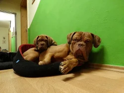 Štěňata Bordeauxské dogy