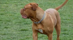 Štěňata Bordeauxské dogy