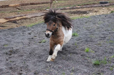 Mini shetland