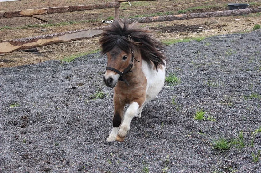 Mini shetland