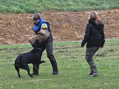 Zadám štěňata Rottweilera s PP