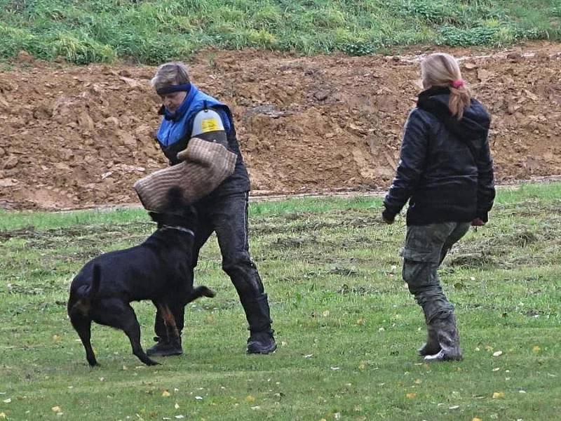 Zadám štěňata Rottweilera s PP