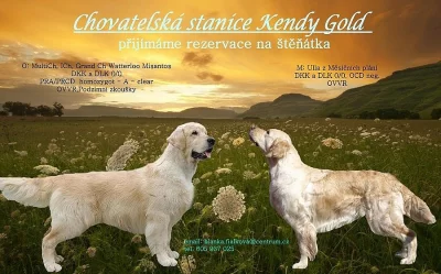 Přijímáme rezervace na štěňátka