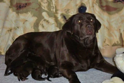 Čokoládový labrador