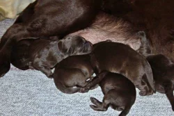 Čokoládový labrador