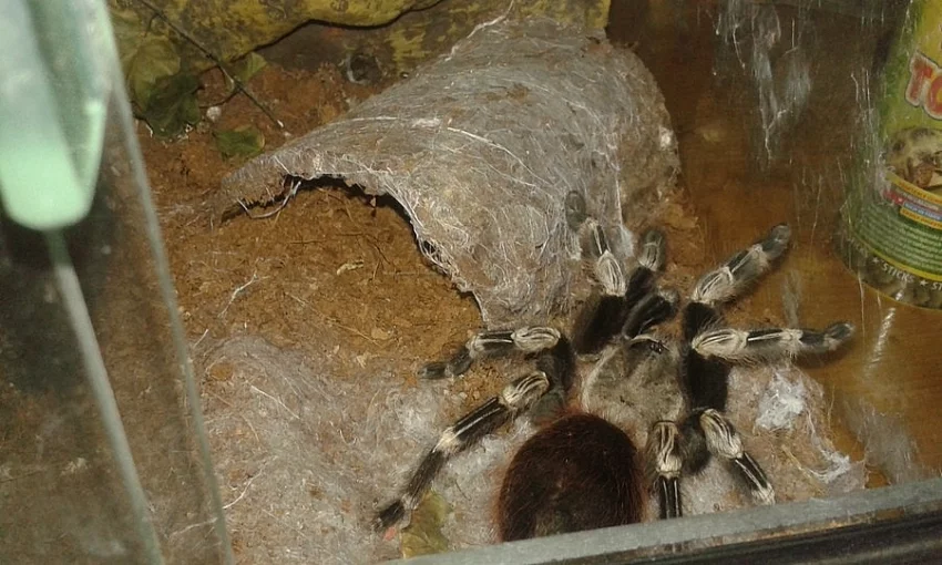 Prodám pavouka Nhandu chromatus