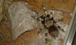 Prodám pavouka Nhandu chromatus