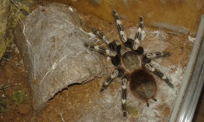 Prodám pavouka Nhandu chromatus