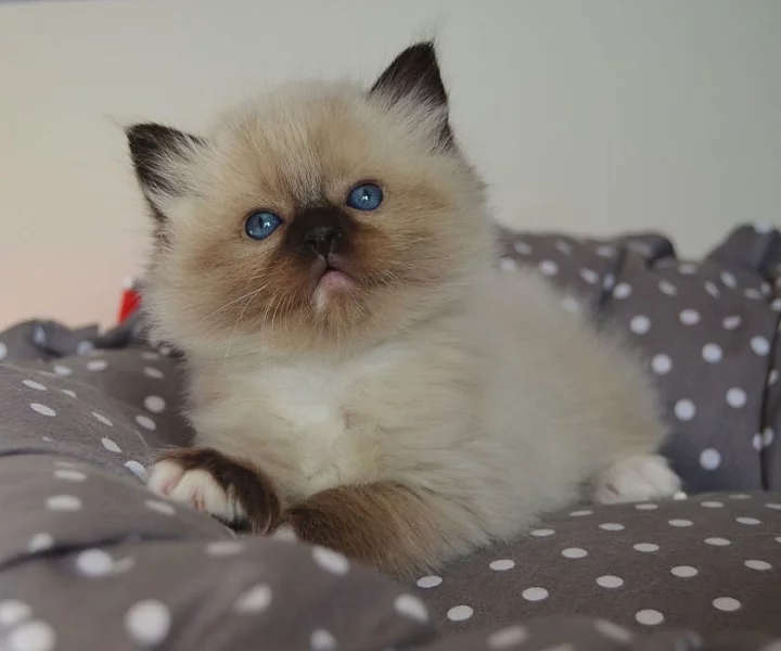 GCCF Registrovaný ragdoll koťata