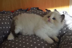 GCCF Registrovaný ragdoll koťata