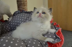 GCCF Registrovaný ragdoll koťata