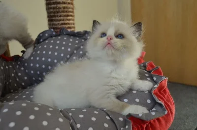 GCCF Registrovaný ragdoll koťata