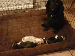 Kavalír King Charles španěl štěňata