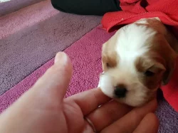 Kavalír King Charles španěl štěňata