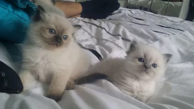 ragdoll koťata s PP