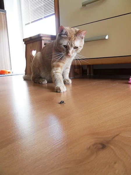 Daruji kocourka